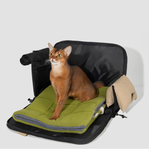 Essential Pet Travel Gear Guide - Delta Pet Joyrides